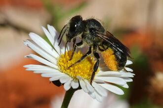 Female orange-vented mason bee on daisy