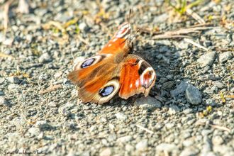 A peacock butterfly resting with its wings out in the sun