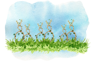 Willow Bunny Wreaths