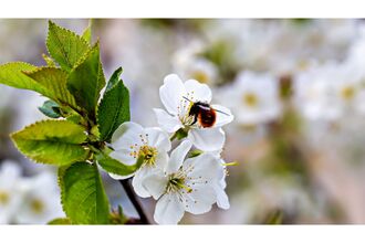 Red-tailed bumblebee on blossom
