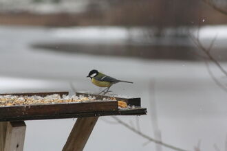 Bird table by Alan Wright