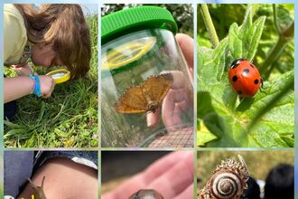 Minibeast Hunting 2025 Collage (C) Julie Norman