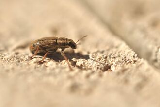 A small, golden-brown beetle with a blunt rostrum and neat stripes on its back