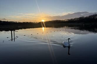 A lone swan on the lake at Brockholes with the sun setting behind it
