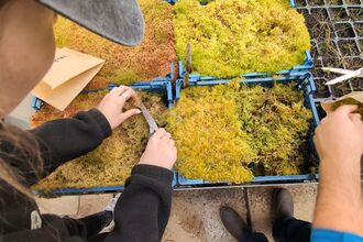 People harvesting sphagnum moss