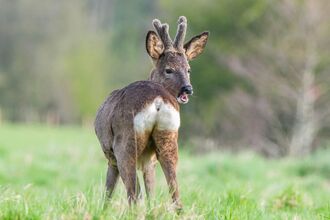A young roe buck stood amongst grasses looking back towards the camera