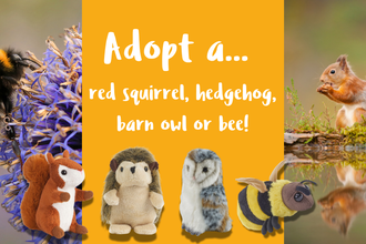 A picture of a bumblebee on a flower and red squirrel eating a nut on a log, with the text overlay 'Adopt a... red squirrel, hedgehog, barn owl or bee! With images of toy plush of each adoption pack.
