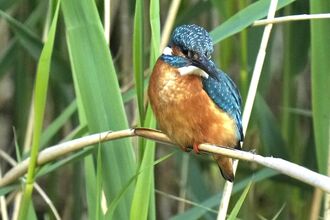 Kingfisher at Lunt Meadows Credit Kevin Hall