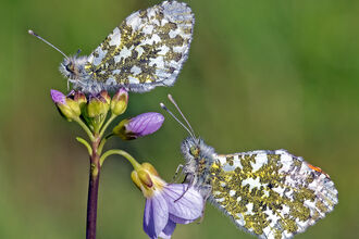 Two butterflies with white, green and yellow speckled underwings on a purple flower