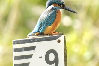 Kingfisher at Lunt Meadows Credit Kevin Hall