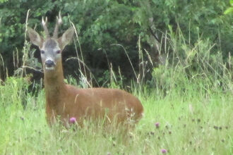 NLWG - Heysham Nature Reserve 