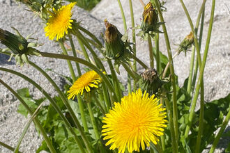 NLWG - Dandelions - composites id workshop 