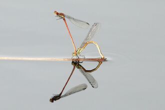 Large red dragonfly hitching a lift by Dave Steel