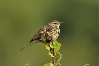 Meadow pipit by Dave Steel