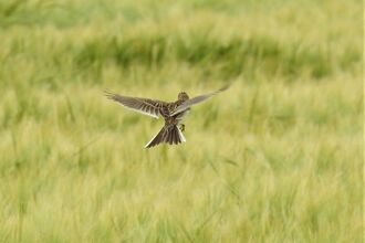 Skylark in flight with its joyous song by Dave Steel