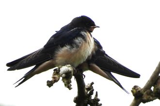 Juvenile swallows by Dave Steel