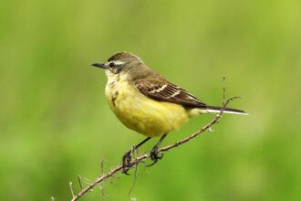 Yellow wagtail by Dave Steel