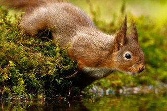 A red squirrel by a pond