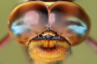 An extreme close-up of a male brown hawker dragonfly's eyes