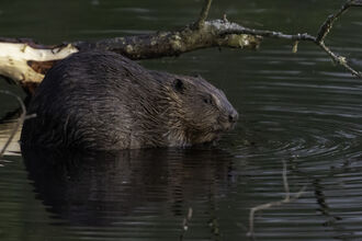 A brown beaver in the water
