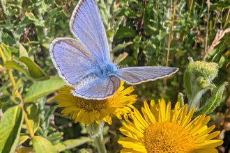 Common blue butterfly at Mere Sands Wood Credit Mark Lazenby