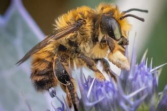 Bee feeding on sea holly