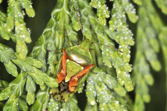 A juniper shieldbug clinging to the leaves of a cypress tree. It's a green shieldbug with a curving pink marking on each side of its back
