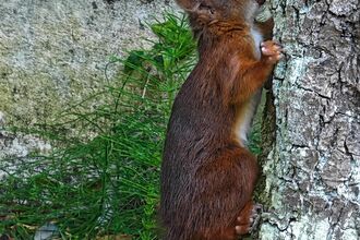 A red squirrel with swollen eyes - a symptom of the fatal squirrel pox virus