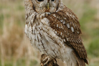 Tawny Owl Credit Jon Hawkins Surrey Hills Photography 
