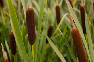 Bulrushes