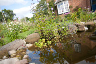 A garden pond in the foreground, with delicate pond plants growing in it, and stones offering easy access out for wildlife. In the background can be seen a house and the rest of the garden