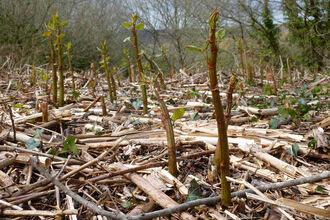 Japanese Knotweed