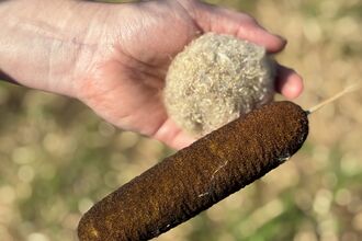 Typha harvest day by Hazel Ryan