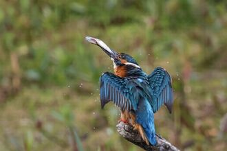 A kingfisher with wings outstretched, resting on a perch and shaking a fish in its bill