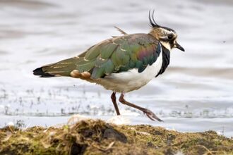 Lapwing at Lunt Meadows Credit Stephen Maddock