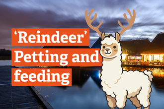 'Reindeer' Petting and Feeding with cartoon image of alpaca wearing reindeer antlers