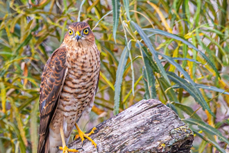 Sparrowhawk at Lunt Credit Paul Madden