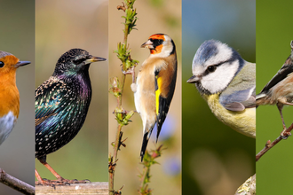A collage of images of seven bird species featured in our email course