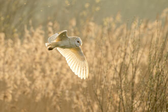 A barn owl in flight at Lunt Meadows