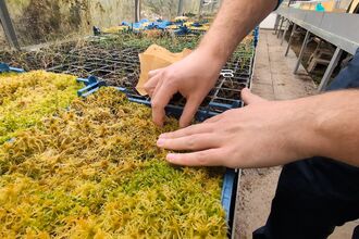 A person pulling some sphagnum out of a tray