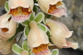 A close up of a cluster of flowers on a rusty foxglove plant