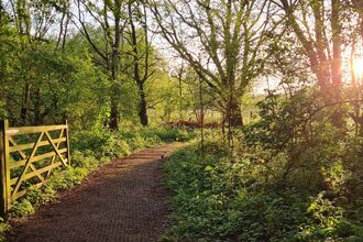 A woodland path in late afternoon sunlight