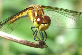 Common Darter