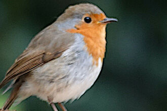 Robin