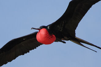 Galapagos bird