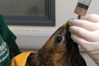 Wildlife Rehabilitation 