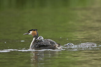 Great crested grebe at Wigan Flashes by Peter Smith