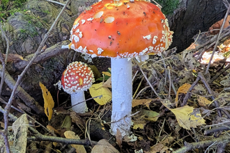 A red and white mushroom on the floor of a woodland Credit Mark Lazenby 