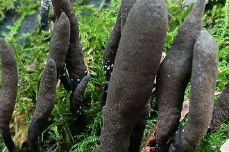 Dead mans fingers growing in moss