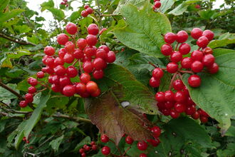 A close up of a guelder rose bursting with red berries